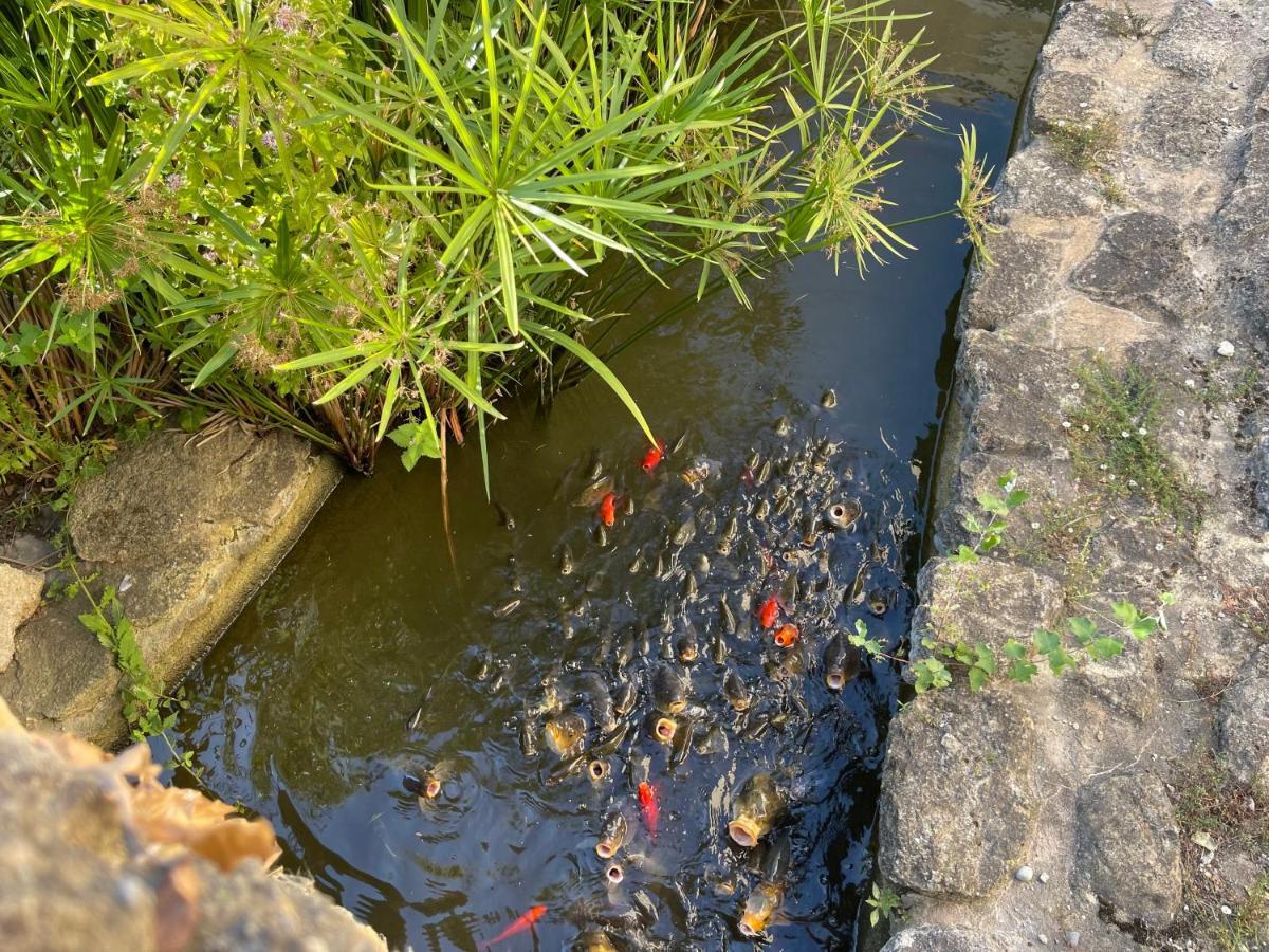 Studio Les Petits Lutins Entraigues-sur-la-Sorgue Εξωτερικό φωτογραφία